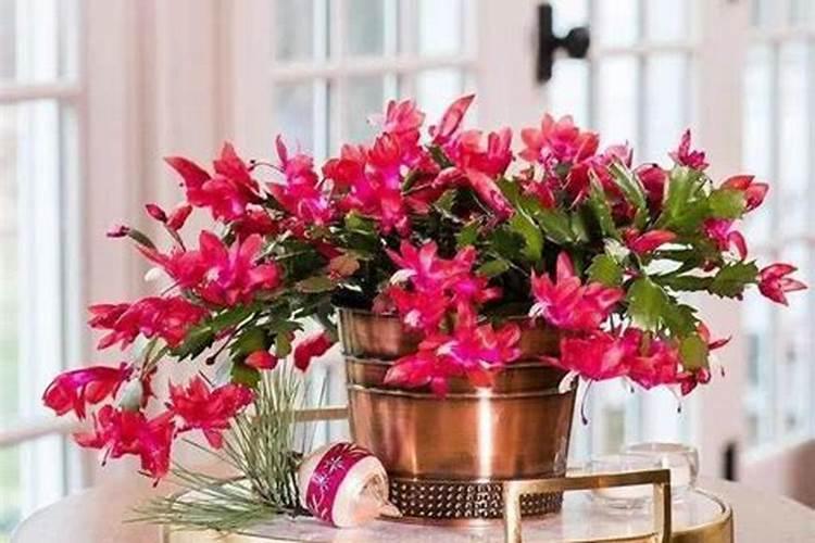 沙漠玫瑰能浇磷酸二氢钾吗