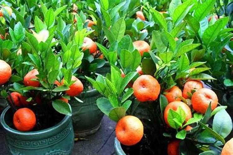 最有福气最有财运的花草树木是什么