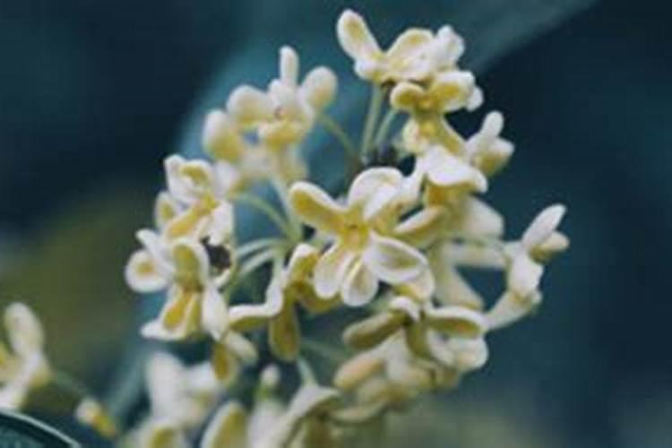 盆栽桂花树多长时间浇次硫酸亚铁