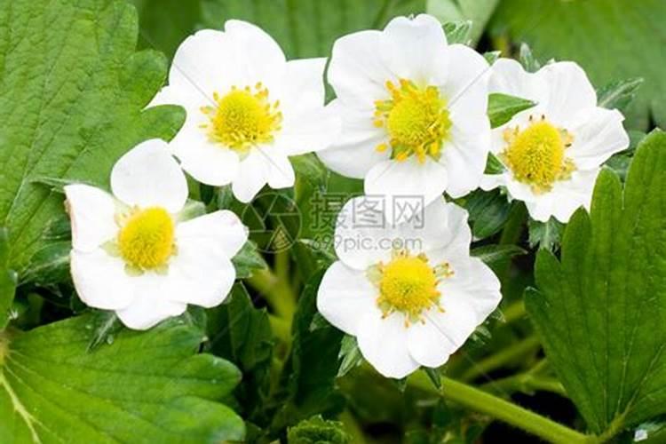 草莓长出匍匐茎后用什么肥料