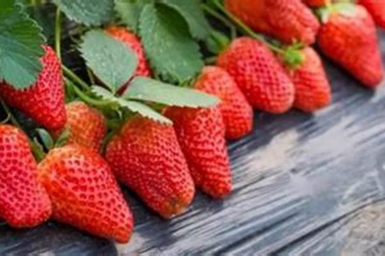 草莓保护地栽培技术要点是什么？