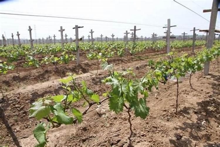 水稻一亩需要的氮磷钾