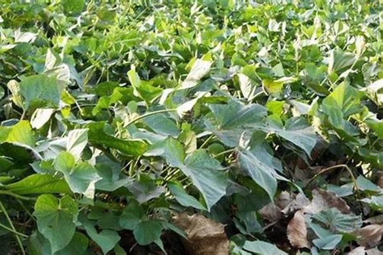 想种红薯苗又碰到下雨天能种吗