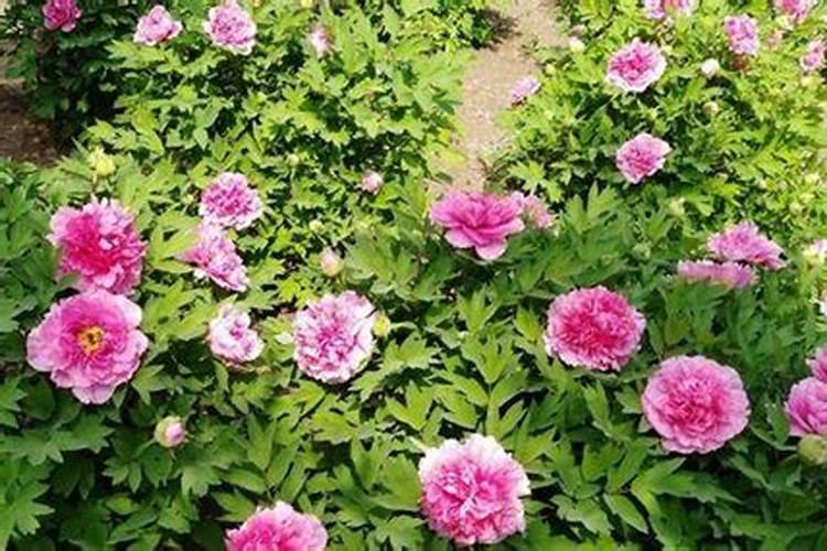 牡丹有花苞了怎么施肥？