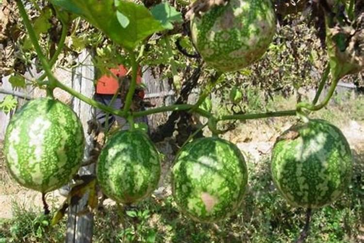 瓜蒌的种植技术管理