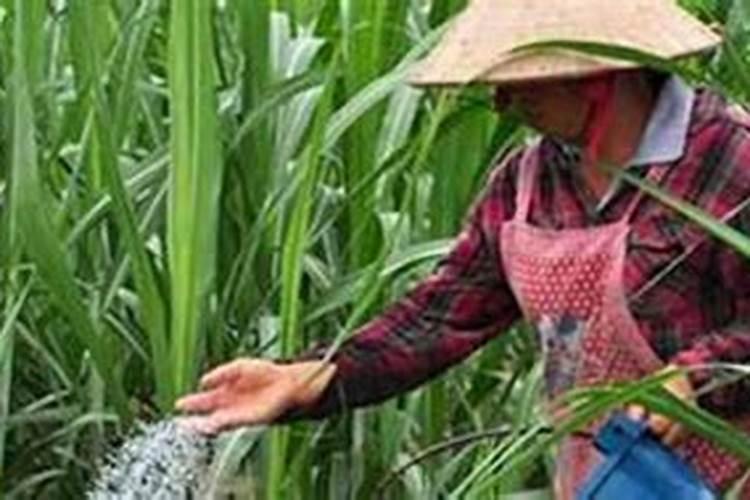 养花怎么施肥 养花施肥的方法