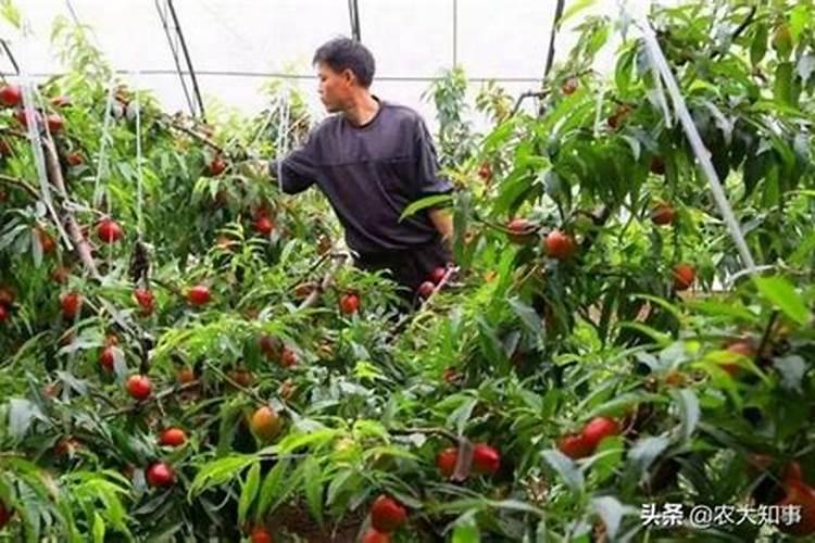 矿源黄腐酸钾在果树上可以喷施吗？