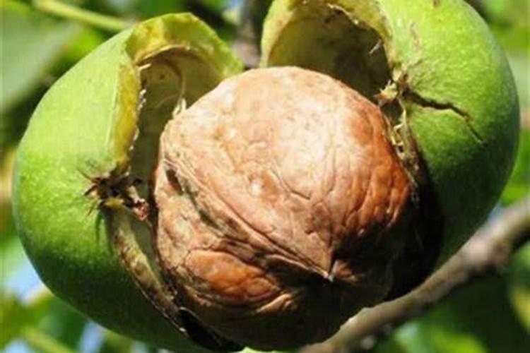 核桃那绿皮能不能给花当肥料