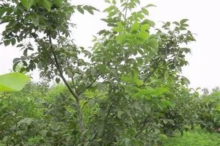 核桃青皮怎么做成肥料