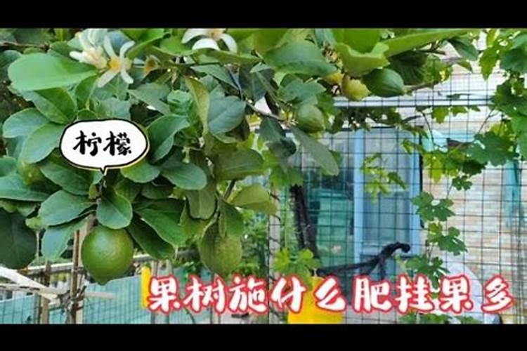 果树什么时候施肥好？