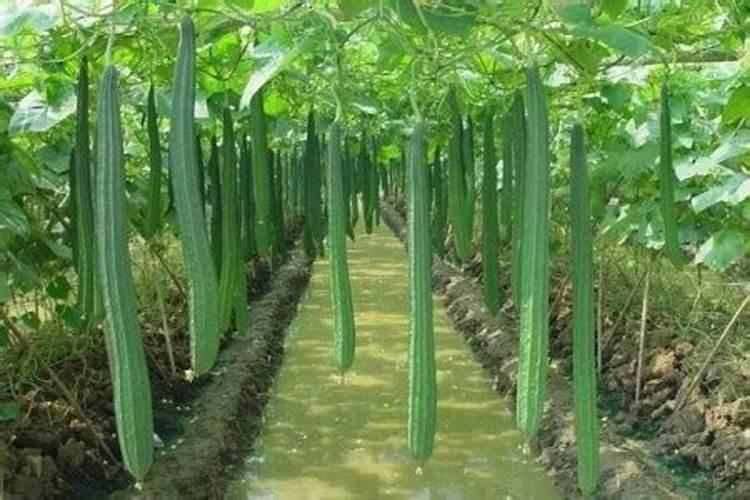 硫酸钾肥料多久融化