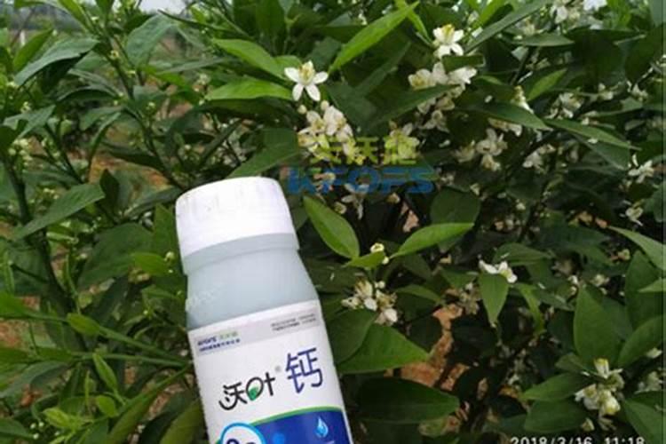 果树一至二月份开花几月份施硼肥合适、