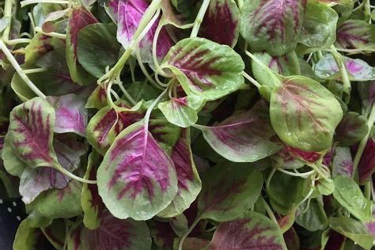 金钱树春天可以放在室外养吗？