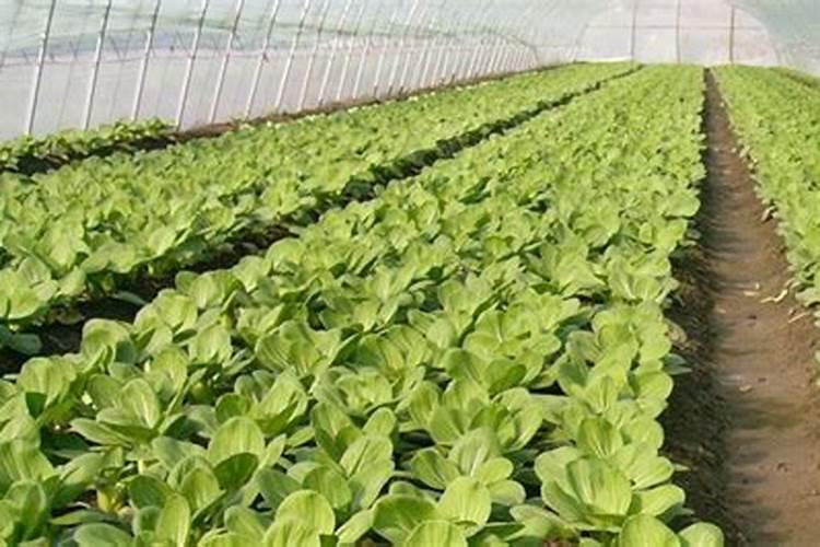 自家种蔬菜用什么肥最好