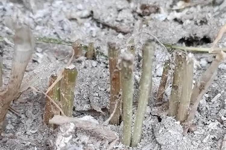 种植出口蔬菜用什么有机肥最好？