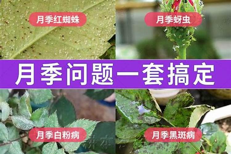 铁线莲施什么肥最好