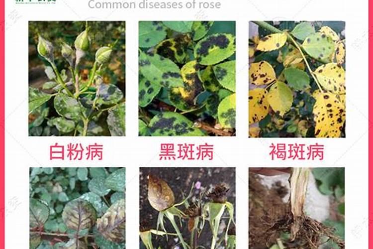 梅雨季节:【月季花养护指南】