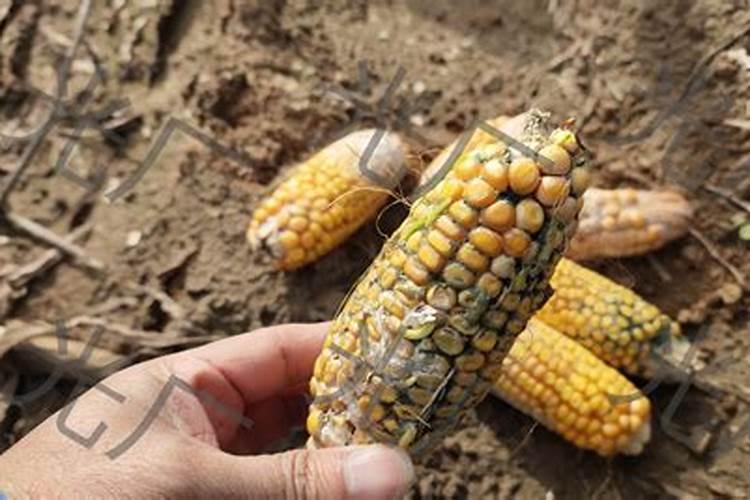 油菜施硼肥要注意什么