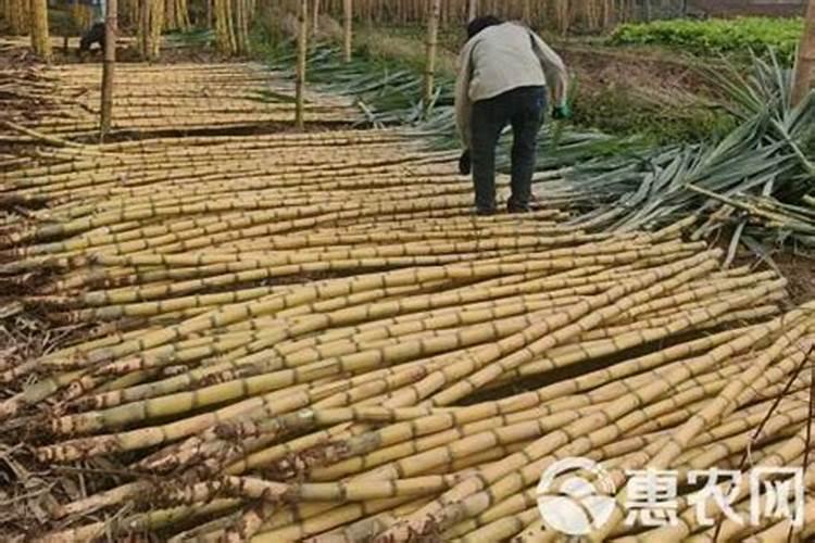 种黑皮甘蔗要施几次肥 如何施肥才高产