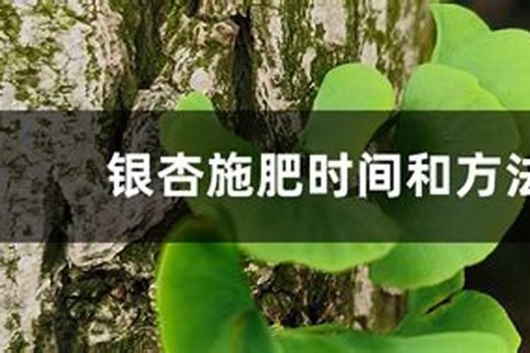 百合可以喷磷酸二氢钾吗