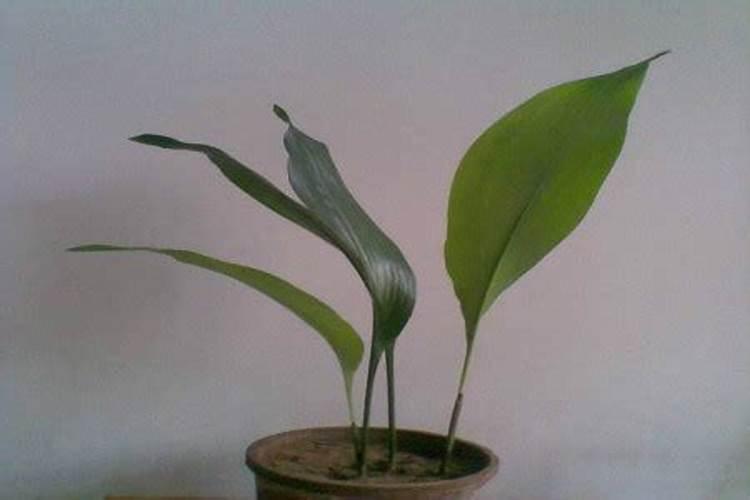 一叶兰施什么肥好