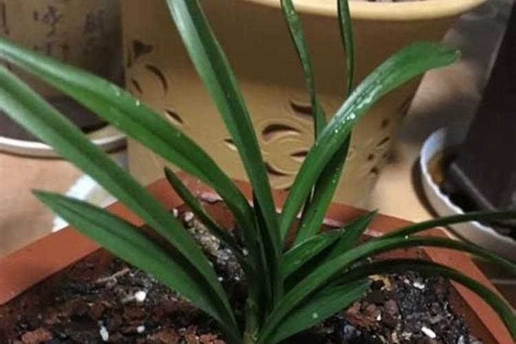 一叶兰施什么肥好