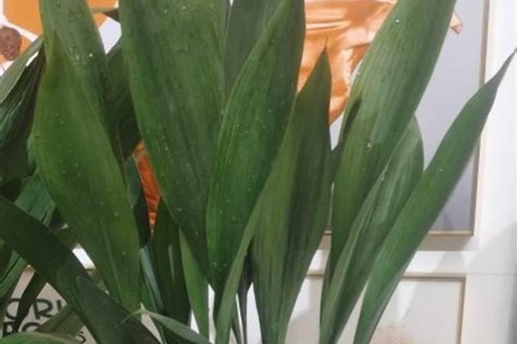 为什么豆类植物可以直接吸收空气中的氮？