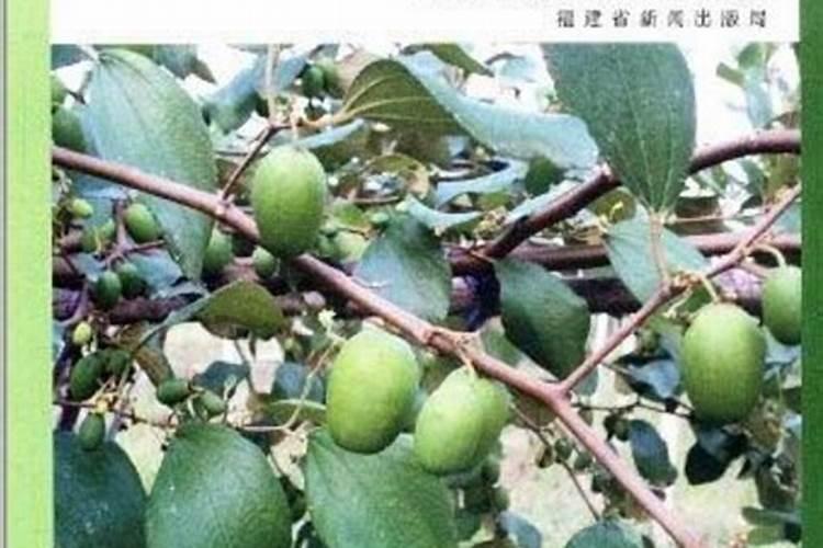 豌豆要不要搭架子