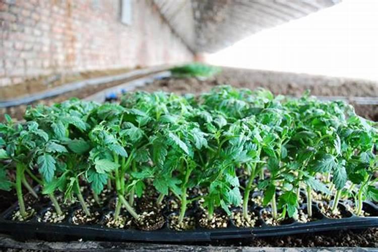 秋茬番茄种植方法是怎样的