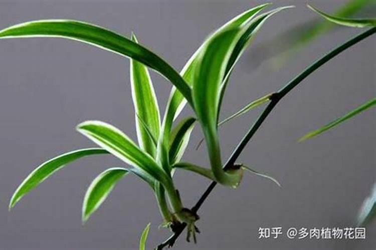 春早熟番茄定植后的田间管理怎么做