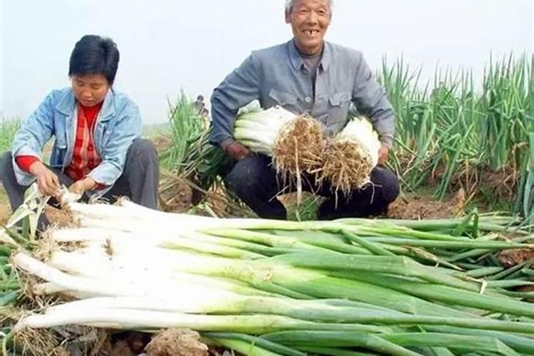 小雪到,还能种什么蔬菜？