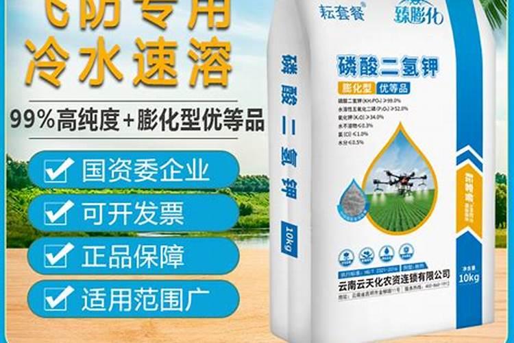 菊花缺钾症的防治方法 菊花养护要注意的六点