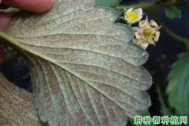 设施草莓病虫害绿色防控技术