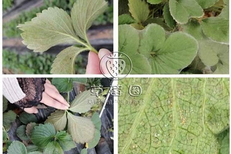 红蜘蛛危害后叶片后怎么恢复植物？