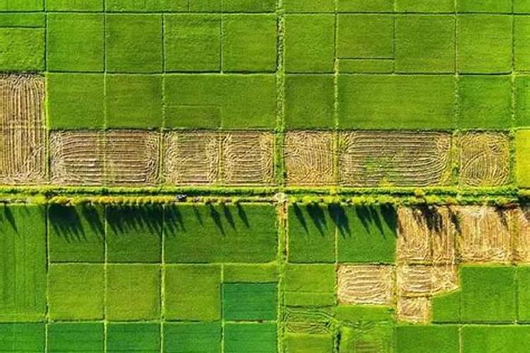 哪种叶面用的钙肥吸收好