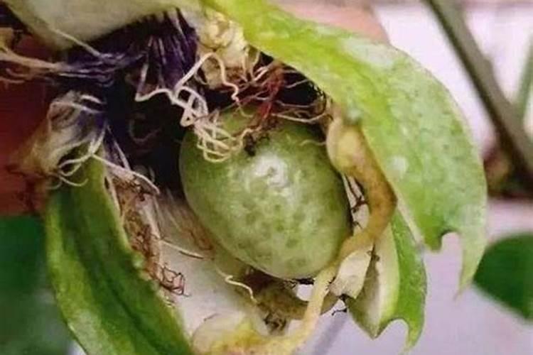 什么样的叶面肥补硼补钙效果好,能解决硼钙拮抗问题？