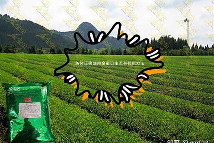 茶园施氮肥时,如何提高其利用率？