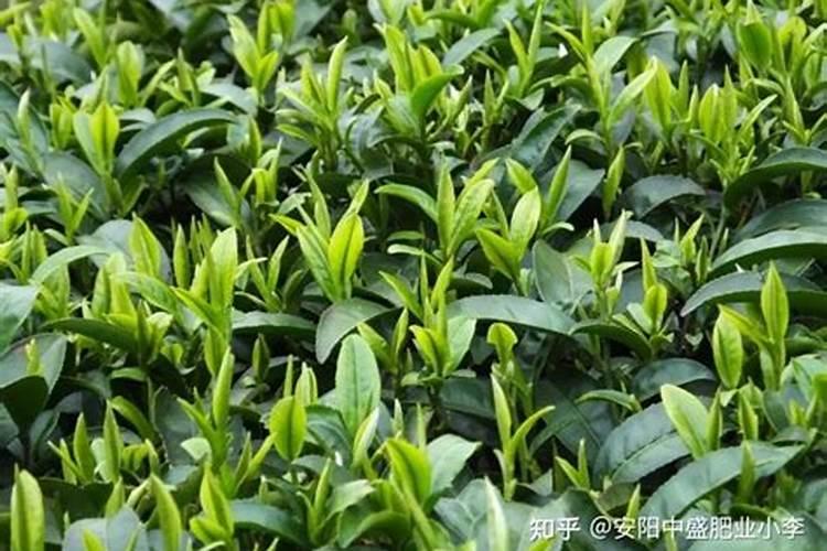 怎么给茶树施肥呢？