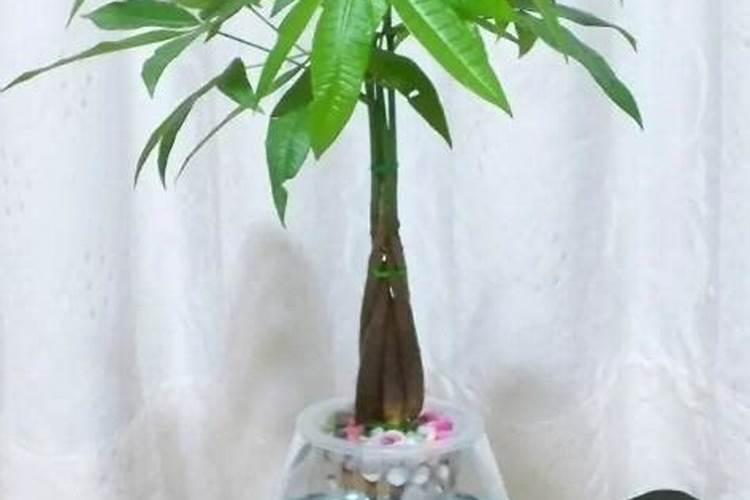 衡阳特产水果有哪些