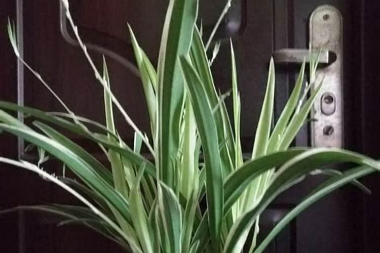 吊兰施什么肥最好