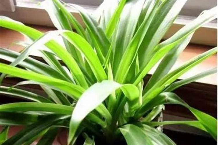 金边吊兰施什么肥料