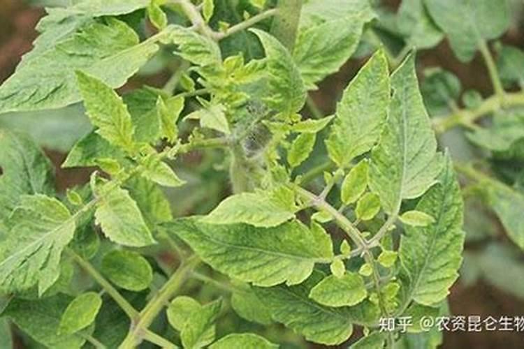 复合肥可以做叶面肥给花喷施吗