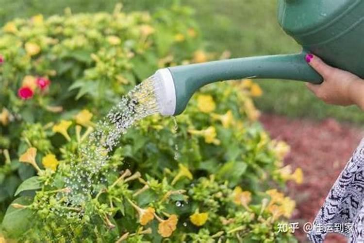 氮肥浇花多久一次 氮肥浇花需几天一次？