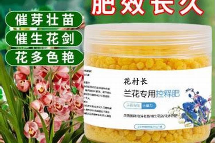 夏天如何养殖兰花年底开花就稳了