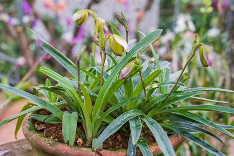 对氯苯氧乙酸的使用方法