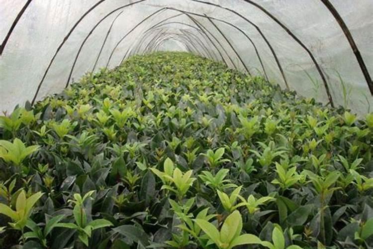 扦插苗木时怎么样使用吲丁萘乙酸