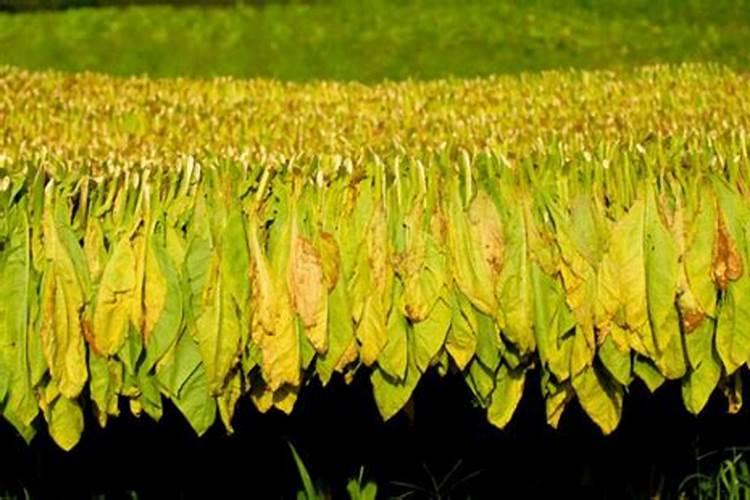 园林树木的施肥特点有哪些及施肥时的注意事项是什么？