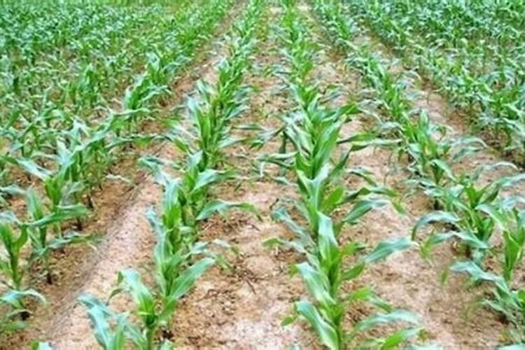 玉米锌肥叶面喷施用量