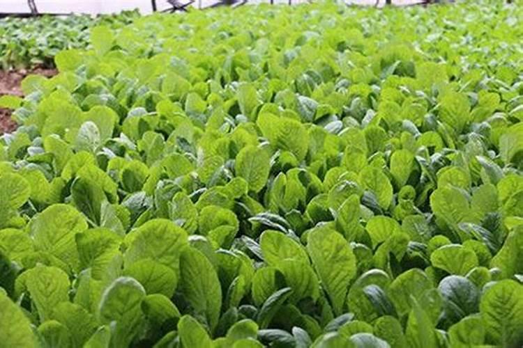 那些蔬菜可以用叶面肥