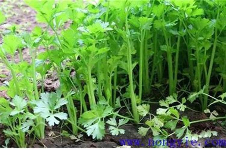 喷什么叶面肥芹菜长得快